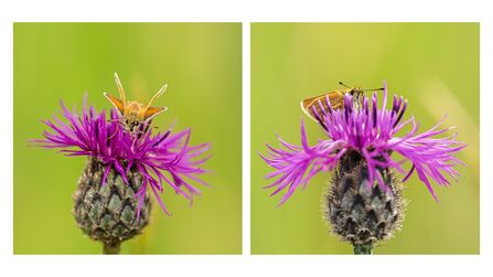 Essex Skipper and Small Skipper - Simon Tull