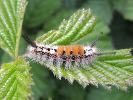 A bright orange plumed caterpillar on a green leaf