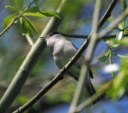 A male blackcap leans forward on a branch and sings.