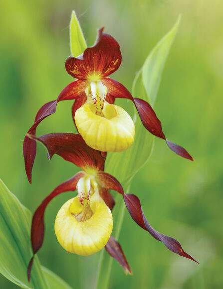 a yellow and red double headed flower on a blurred green background