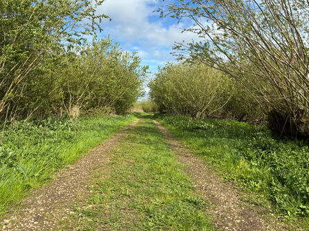 Wide shot of footpath and trees at Wheldrake Ings.