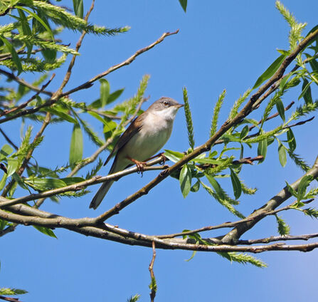 Side view of a whitethroat perching in a willow tree in front of a blue sky.