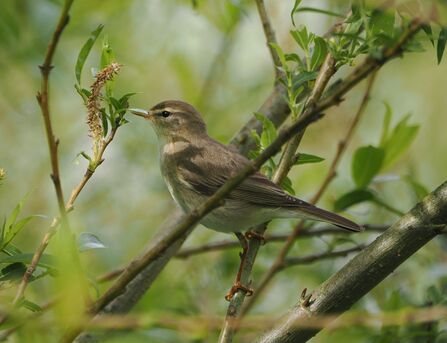 A willow warbler perches in a willow tree.