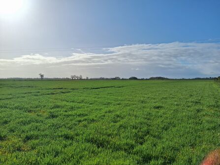 Vast, sunlit green field under a partly cloudy blue sky.