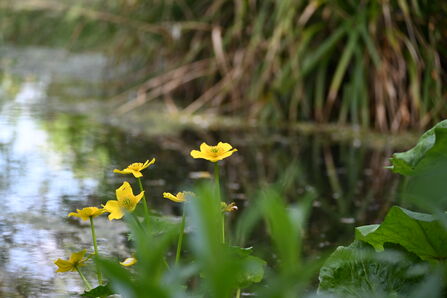 Marsh Marigold - Howard Roddie