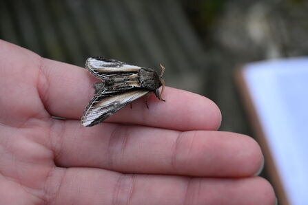 Swallow Prominent Moth – Howard Roddie