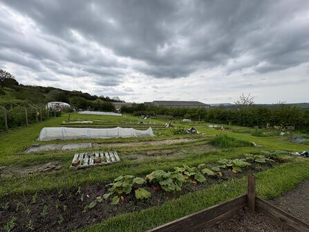 A community garden with many plots of growing vegetables and crops under a cloudy sky.
