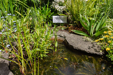 Pond from Wildlife Friendly Garden - Simon Tull