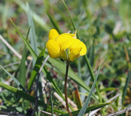 A yellow bird's-foot-trefoil flower growing among long grass.