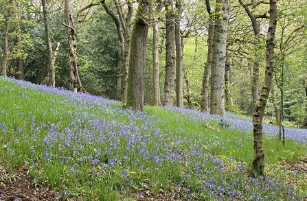Bluebells carpet the woodland floor among trees.