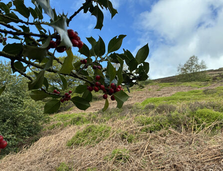 Red berries on a holly branch with heather and bilberry slopes in the background.
