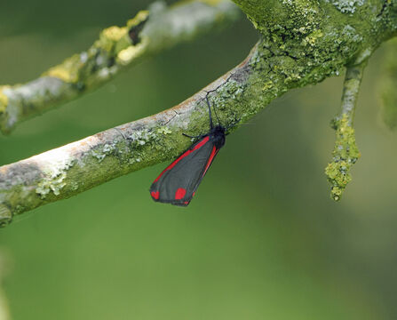 A cinnabar moth hangs under a hawthorn branch.