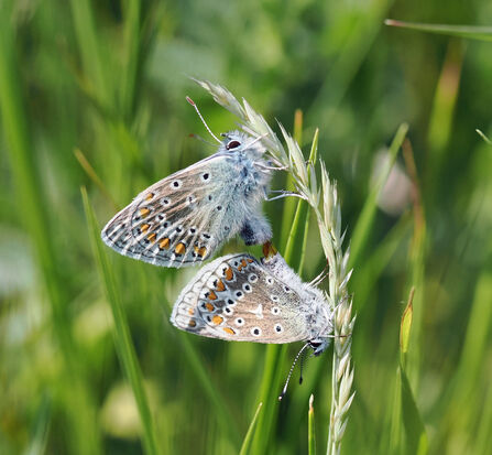 Common blue butterflies mating on a stalk.