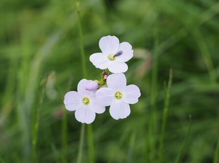 Cuckooflowers growing in a grassy field.