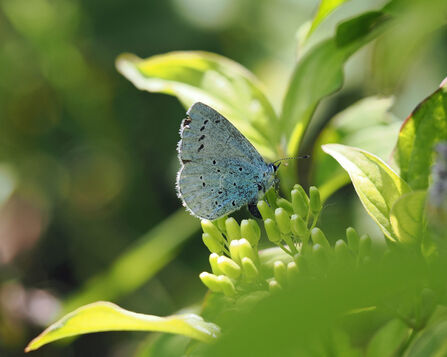 A holly blue butterfly perches among bright green leaves.
