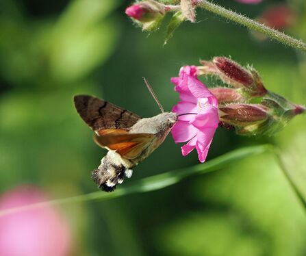 A humming-bird hawk-moth hovers to feed on a red campion flower.