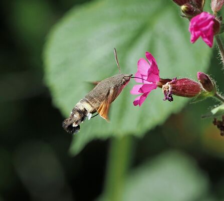 A humming-bird hawk-moth hovers in front of a green leaf.