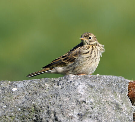 A meadow pipit perches on a dry stone wall in front of a green background.