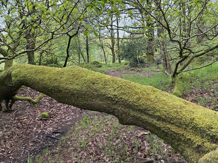A mossy, fallen tree lies across the footpath at Broadhead Clough.
