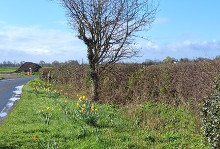 A line of bright yellow daffodils blooms along a grassy verge beside a wet, gray asphalt road. A large pile of dark soil sits in the background on the left, next to a brown wooden post. A bare, leafless tree with ivy climbing its trunk stands in the middle ground, its branches silhouetted against a bright blue sky with scattered white clouds. A thick, dense hedge runs along the right side of the image, with more greenery and vegetation visible beyond.