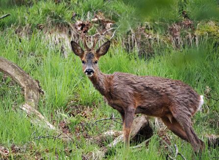 A young roe deer buck stands among grass and fallen trees.