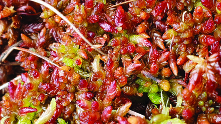 Austwick Moss, sphagnum magellanicum spp, Beth Thomas 