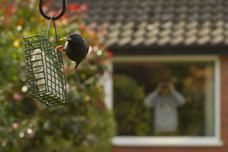 person looking out of thir house window to a black bird on the feeder in their home garden