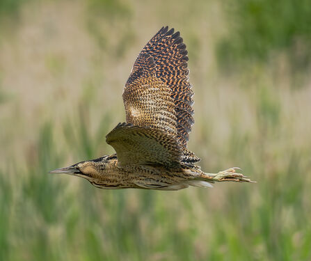 bittern in flight flying to the left of the shot with a blurred reed bed/nature reserve background