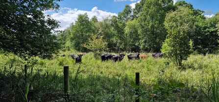 Dexter Cattle at Askham Bog - Dave Powell