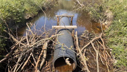 A large black corrugated pipe spans a shallow stream, held in place by wooden supports. The pipe is surrounded by a dam of sticks and branches constructed by beavers.