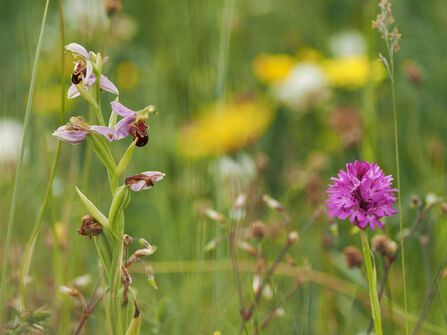 Close-up of two orchids with blurred yellow and green background.
