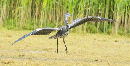A grey heron with wings outstretched is captured in mid-flight over a grassy area with reeds in the background.