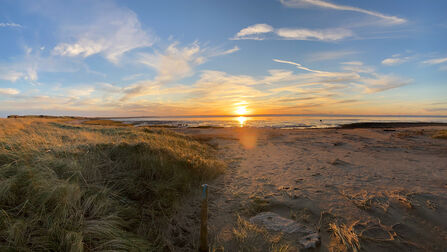 Sunset over a calm sea with a sandy beach in the foreground and tall, golden dune grass on the left.