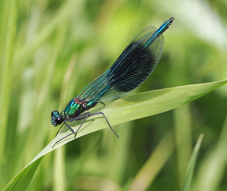 A banded demoiselle damselfly perches on a green stalk.