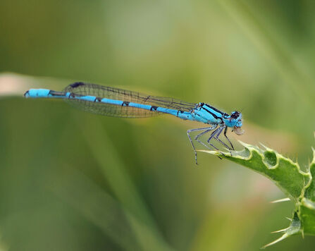 A common blue damselfly perches on a stalk. The damselfly has insect prey in its mouth.