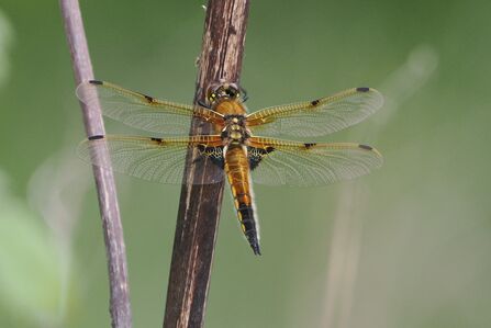 A four-spotted chaser dragonfly perches on a stalk, displaying its intricately patterned wings.