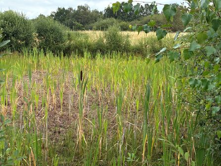 A dried-up pond and scorched grass at Potteric Carr.
