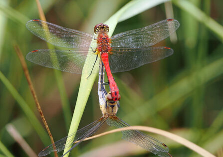 Male and female ruddy darter dragonflies mating.