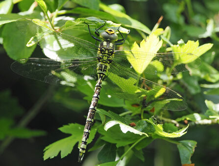 A Southern hawker dragonfly perches among leaves.