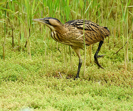 A small black and brown bird is stood on one leg as it picks its way between green reeds