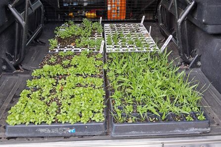 Two trays of young green seedlings are neatly arranged in the back of an off-road vehicle, with one tray filled with tall, grass-like sprouts and the other with shorter, leafy greens.
