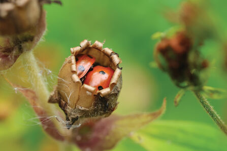 two ladybirds inside a seed pod head in autumn