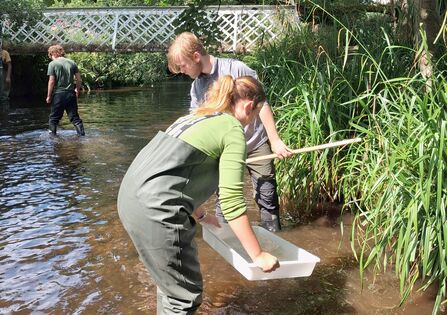 Two individuals in waders are sampling a river, one holding a white tray and the other a stick, with dense reeds and a white bridge in the background.