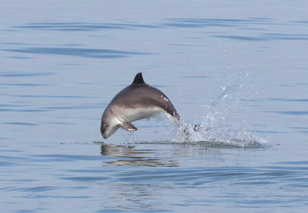 Harbour porpoise leaping out of the water