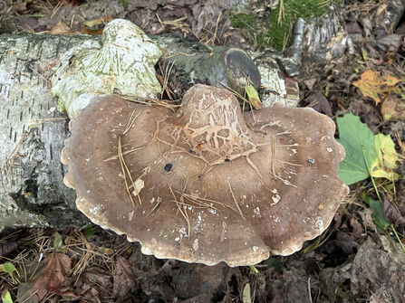 A large birch polypore fungus growing on a silver birch log.