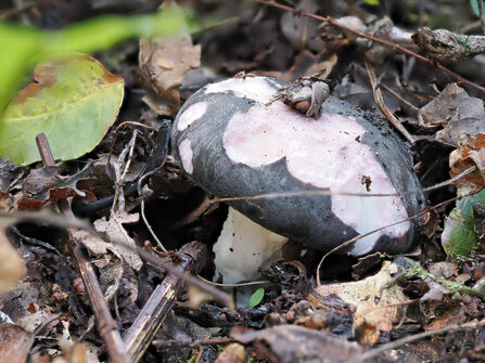 A charcoal burner mushroom growing among leaf litter.