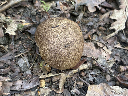 A common earthball fungus growing among leaf litter.