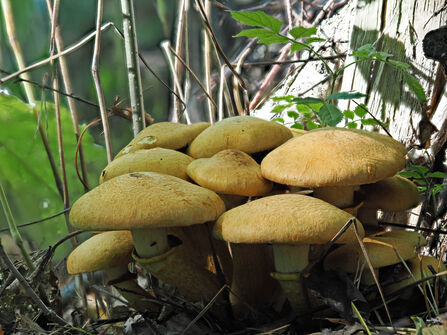 Spectacular rustgill mushrooms growing on the woodland floor.