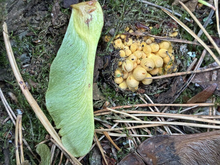 A cluster of tiny sulphur tuft mushrooms next to a sycamore helicopter.