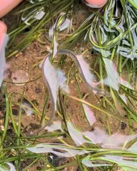 Critically endangered European Eel spotted in the seagrass meadow